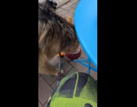 Thirsty dog drinking on bowl 