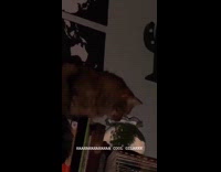 Girl meows brown cat on books flash