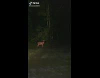 Pointing fart gun at deer at night 