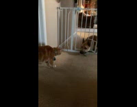 Dog stares at cat wants to play