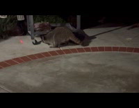Raccoon play chase red laser dot night