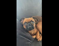 Brown black puppy dog with underbite