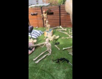 Yard with skeletons and one huge skeleton 