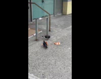 Two pigeons peck eat pizza slice on ground