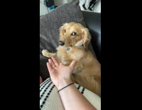 Collab BitchMP - Dog refuse to give his paw 