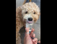 Curly dog lick inside of pup cup