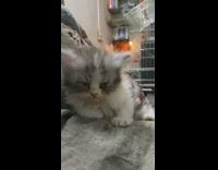 Gray and white kitten falls asleep on bed