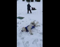 Pet dog copies pose of the man in the snow