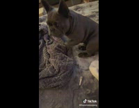 Collab ClipsIG - Dog surprised by own fart on loudspeakers