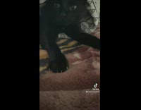 White blanket lifted to reveal black cat under it 