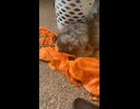 Cat plays with its mouse toy on towel 