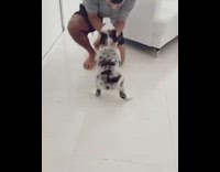 Grey white australian shepherd dog shakes butt 