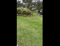 Girl black dress stand one leg flowers