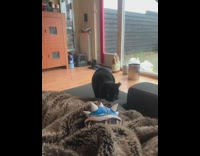 Black kitten plays with turtle shell toy 