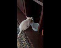 Collab PLC - White cat makes happy sound while eating