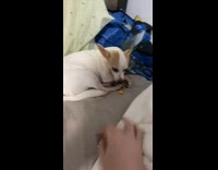 Guy gives brown chihuahua dog goldfish cracker 