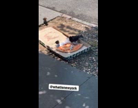 Birds eat pizza on box street sidewalk