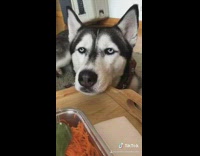 Husky dog chin on wood serving tray food