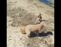 Tan dog enjoys rolling in the sand