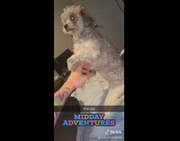 BitchMP - midday adventures white dog in bed beg dance