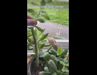 Black bear casually walks by girls window 