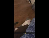 Cat stares and turns away from camera 