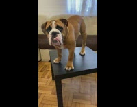 Bulldog dog lays down black side table 