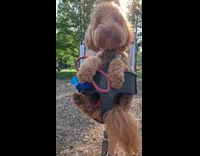 Dog furry ride swing playground push