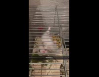 Small grey white hamster climbs cage bars