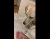 Brown dog chews ice couch purple collar 