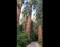 Car drives between two large trees windy