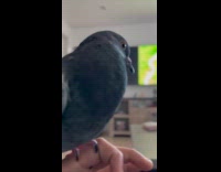 Submitter holds bird to watch DDOI video