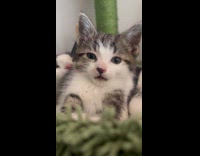 Cat licks then grabs kitten from behind.