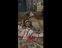 Living with a crazy puppy