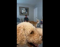 Collab Clips MPUGC - Dog digging through toys 