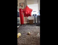 Collab BitchMP - Red star balloon tied to turtle walking around 