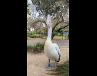 Australian Pelican show courtship colors huge pouch