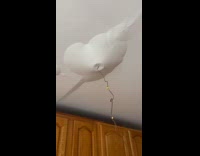 Ceiling paint holds the rain water leak