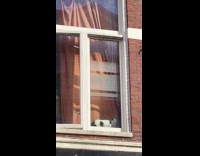 Cat playing with curtain biting and pulling sideways