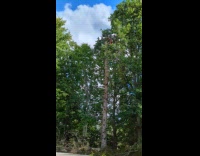 Man Cuts Down Upper Tree Part in Wilds