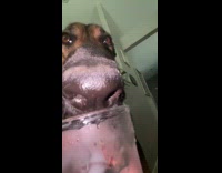 Dog drinks water with ice in cup