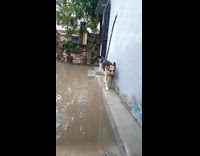 Dog run on ledge then jumps slowmo