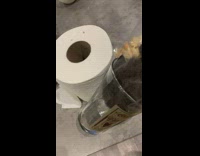 Cat Drinks Water from Glass and Spills it