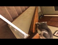 Grey and White Cat Slides Down Wooden Banister