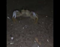 Crab crawls away then jumps on filmer