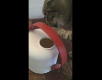 Cat use paw drink water from sprinkler