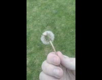 Dandelion plant with two blooms on each side