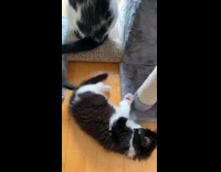 Kitten plays with tail black white cat