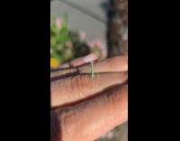 Tiny green praying mantis crawl on finger