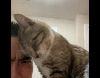 Cat caresses guys face 